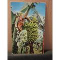 BANANA TREE, CANARY ISLANDS used postcard. date...
