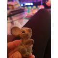 Small Plastic Mouse