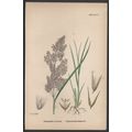 PURPLE-FLOWERED SMALL-REED 1872 John Edward Sow...