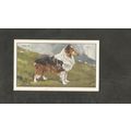 Cigarette Card Gallaher Dogs A series 1936 # 16...