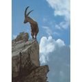 Swiss Steenbok Deer At Mountain Summit Circus S...