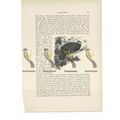 Latham's Brush Turkey, Animal Book Illustration...
