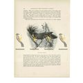 Great Black Cockatoo, Animal Book Illustration ...