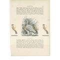 Cape Barron Goose, Animal Book Illustration (Pr...