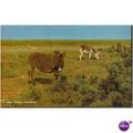 GB Postcard - New Forest Donkeys, Hampshire