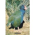 Takahe Notornis Mantelli New Zealand Rail Famil...