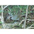Kokako Callaeas Blue Wattled Crow New Zealand B...