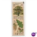 1938 Typhoo Tea trading card Trees of The Count...