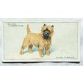 1937 Wills Dogs No. 40 Cairn Terrier