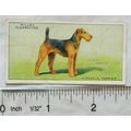 1937 Wills Dogs No. 37 Airdale Terrier