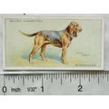 1937 Wills Dogs No. 4 Bloodhound