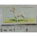 1937 Wills Dogs No. 39 Bull Terrier