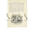 Flodden Field, Weapons & Banners, Book Illustra...