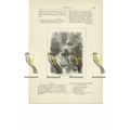 Waterfall of Lodore, Cumbria, Book Illustration...
