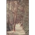 Pine Walk, Lower Sandgate Road, Folkestone, Ken...