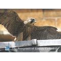 The Peregrines of Lincoln Cathedral.
