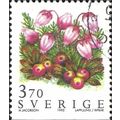 SWEDEN, FLOWER, Mountain heath, black bearberry...