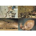 Blowing The Shofar At The Wailing Wall 4x Israe...