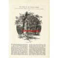 Sherwood Forest, Nottinghamshire, Book Illustra...