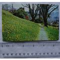 1969 postcard Dora's Field, Rydal near Ambleside