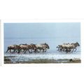 PLAYER'S GRANDEE CIGAR CARD AFRICAN WILDLIFE 19...