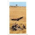PLAYER'S GRANDEE CIGAR CARD AFRICAN WILDLIFE 19...