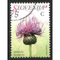 SLOVENIA 2007: FLORA - C SERRATULA LYCOPIFOLIA USED (G21)