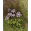 BLUE-FLOWERED ANENOMES - APENNINA 1894 Henry Ge...
