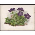 CHINESE BELLFLOWER 1894 Gertrude Hamilton - Gui...