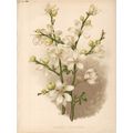 CITRUS TRIPTERA - BOTANY 1894 Louise-Cécile Des...