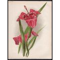 TIGRIDIAS 1894 Henry George Moon - Botany Flowe...