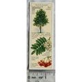 1938 Typhoo Trees of the Countryside 3 Mountain...