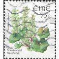 EIRE, FLOWER, Navelwort, Umbilicus rupestris, w...