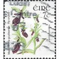EIRE, FLOWER, Fly Orchid, Ophrys insectifera, w...