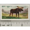 Neilson's Interesting Animals card No. 8 Moose
