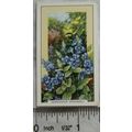 1939 Gallaher's Wild flowers No. 12 Germander S...