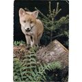 Postcard Young fox