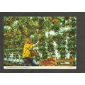 Postcard Channel Islands Guernsey John Hinde 2G...