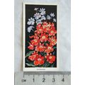 1936 Carreras Flowers No. 44 Nemesias