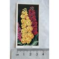 1936 Carreras Flowers No. 40 Wallflowers