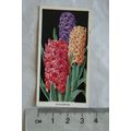 1936 Carreras Flowers No. 16 Hyacinths