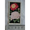 1936 Carreras Flowers No. 42 Paeonies