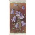 Wills Wild Flowers Card No. 12 Hairbell