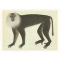 John Reeves Lion Haired Macaque Painting Tate G...