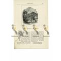 Stoke (Pogeis, Pogis) Poges, Bucks, Book Illust...