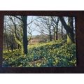 GB Daffodils Wordsworth Gallery Gallows Hill Br...