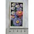 1936 Carreras Flowers No. 7 Michaelmas Daisies