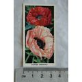 1936 Carreras Flowers No. 19 Poppies Oriental