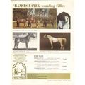 ramses arabians 1972 fayek nefertari weaning fi...