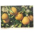 CYPRUS ORANGES, CYPRUS used postcard 1984 #